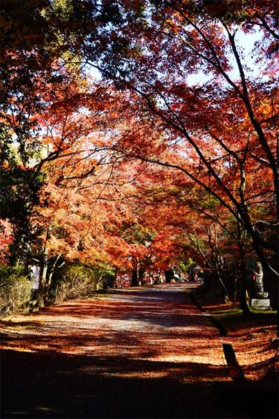 西国三十三ヶ所14番 三井寺 紅葉