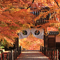 光明寺の幻想的な紅葉（もみじ）のトンネルと樹齢600年の松と紅葉のコントラストが美しい善峯寺