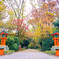 世界遺産・上賀茂神社＆下鴨神社の哀愁の散り紅葉（もみじ）