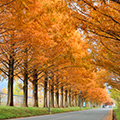 メタセコイア並木の絶景散歩と胡宮神社の散り紅葉（もみじ）