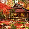 石の寺・教林坊【秋の特別拝観】で紅葉観賞＆日本三大和牛のひとつ！近江牛ランチと人気のバームクーヘンのお買い物