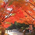 ～紅葉に染まる宇治をまったりモミジ旅～【三室戸寺・源氏物語ミュージアム】