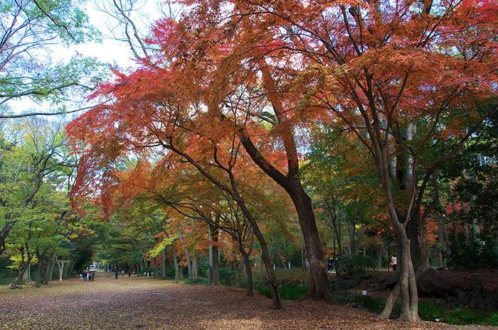 下鴨神社 糺の森 紅葉